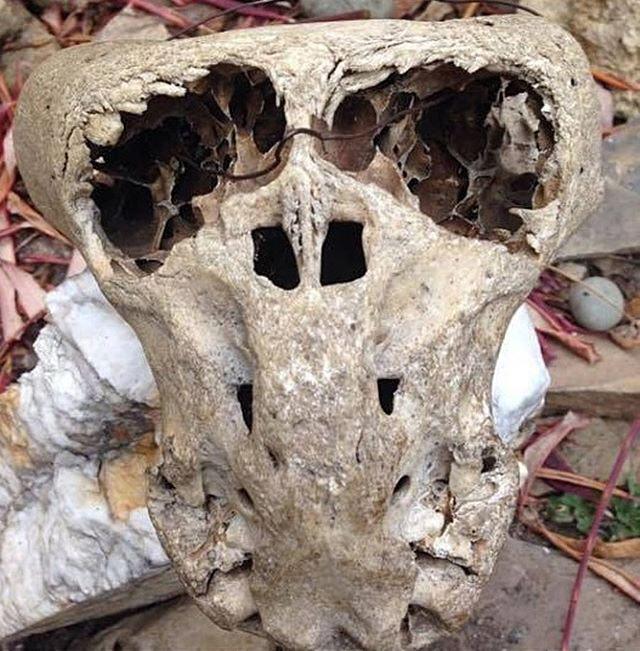 skull11