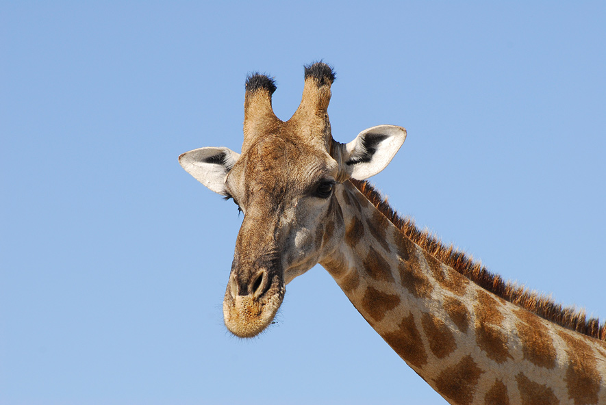 giraffe-namibia-gross