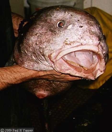 lumpfish