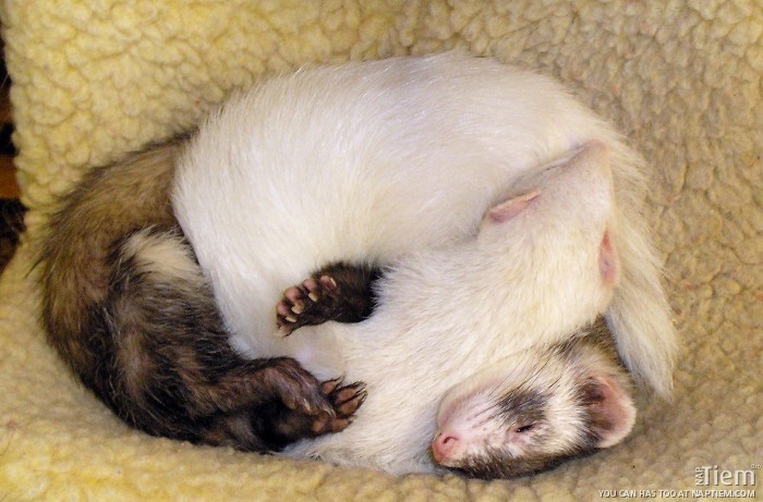 ferrets-700x461