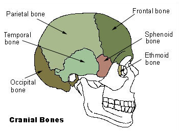 cranial bones