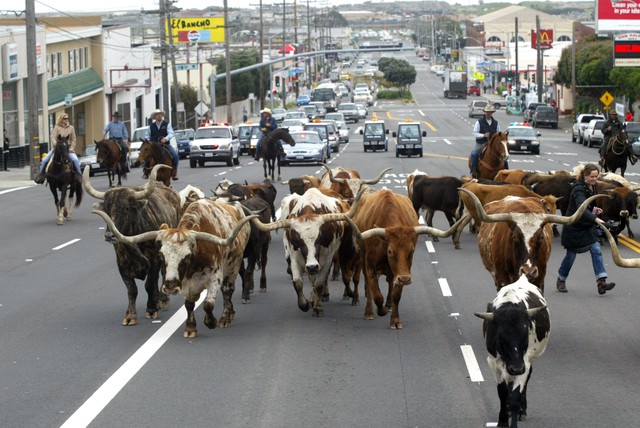 Cattle Drive 03