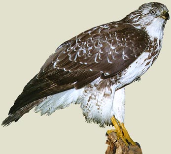 maeusebussard