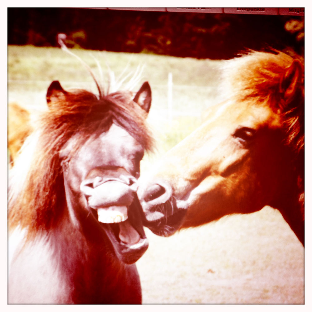Bilder-Thread img story pferdeskandal
