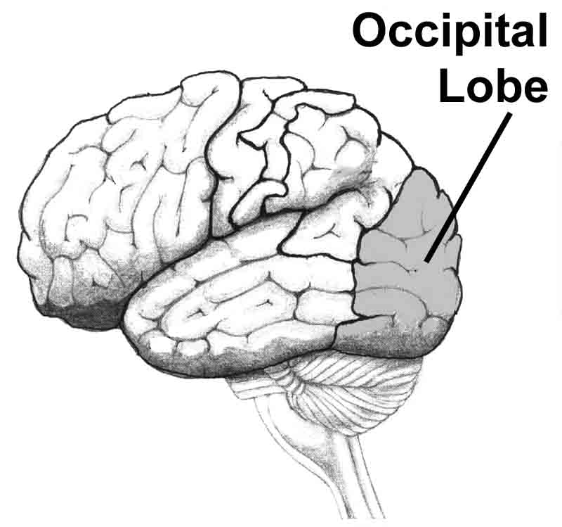 occipitallobe