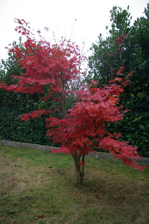 b013520 Roter Faecherahorn Atropurpureum