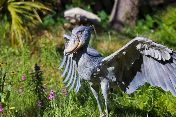 Bilder-Thread strange-animals-you-didnt-know-2-14-1