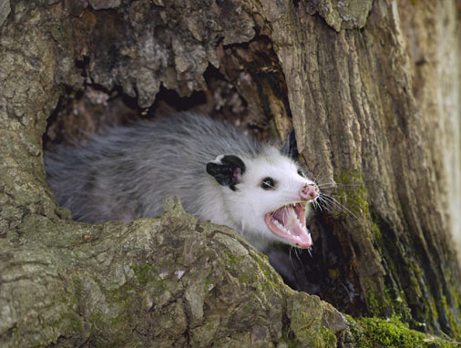 evol opossum l