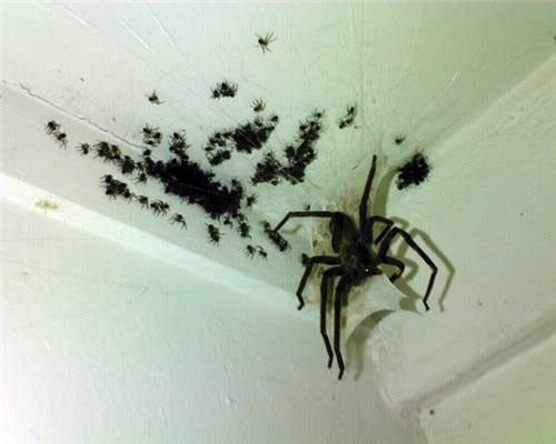 Spider-hell