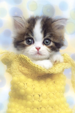 cute-cat-f