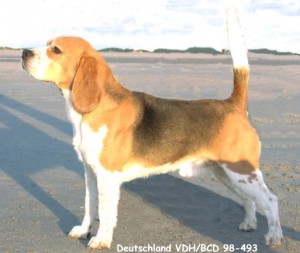 beagle