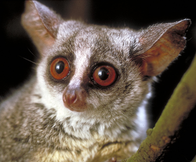 bushbaby2