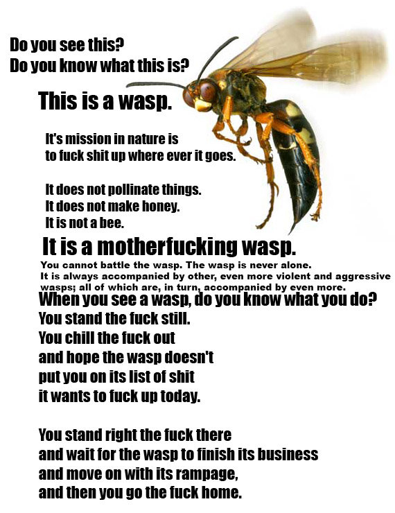 wasps 0c9671 364817