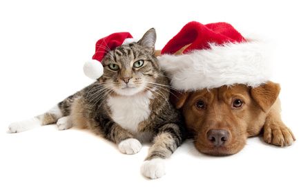Weihnachtskatze-und-hund