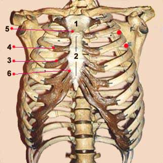 thorax