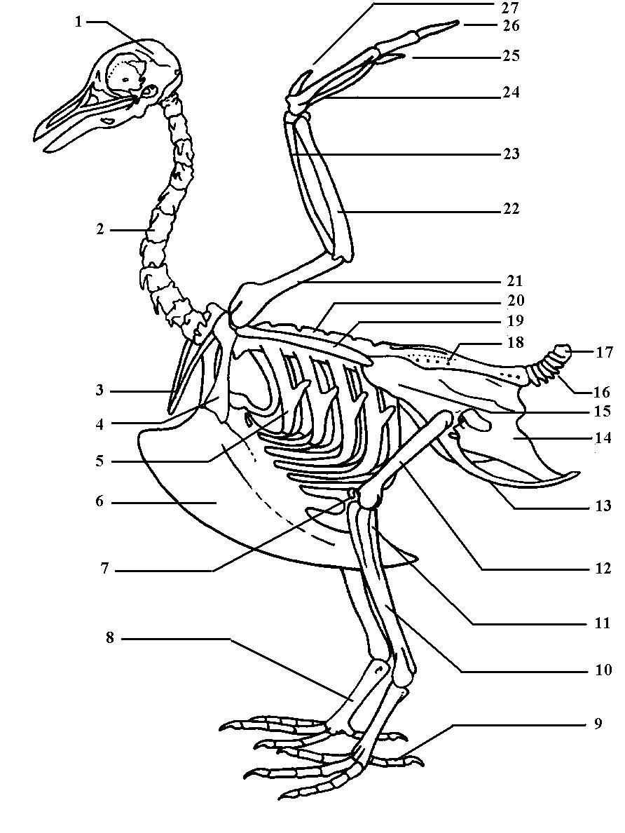 Squelette oiseau.