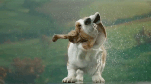 die-lustigsten-hunde-gifs-im-netz 19