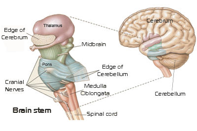 brainstem and brain 