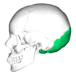 250px Occipital bone lateral4
