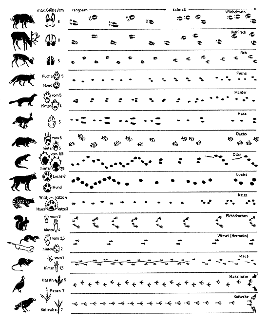 tierspuren-1