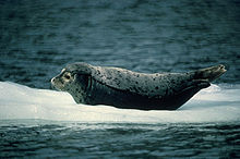 220px-Harbour seal