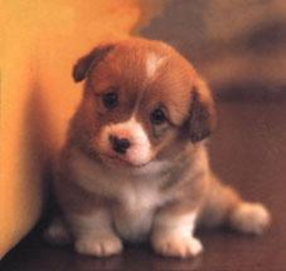 cute-puppy-pictures2