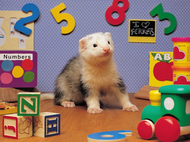 FERRET28