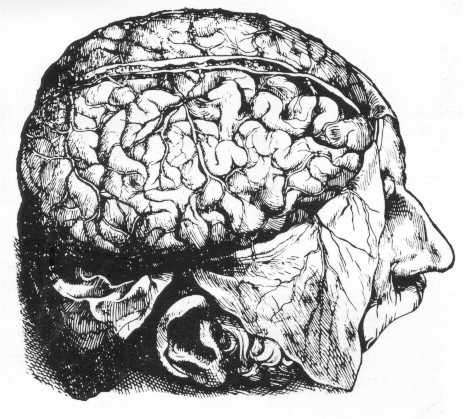 Bilder-Thread black and white brain