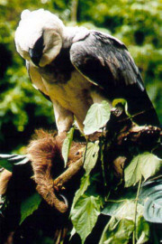 Bilder-Thread 2002-06-14-harpy-eagle