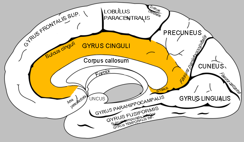 1dac94 Gyrus cinguli
