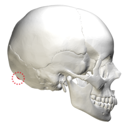 250px-External occipital protuberance - 