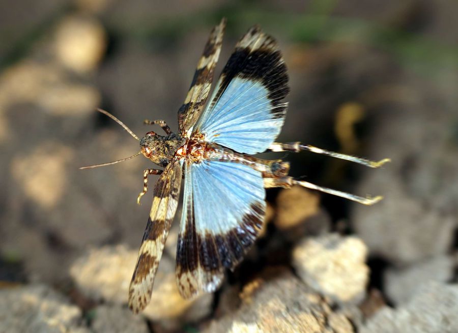 csm Sandachse Blaufluegelige Oedlandschr