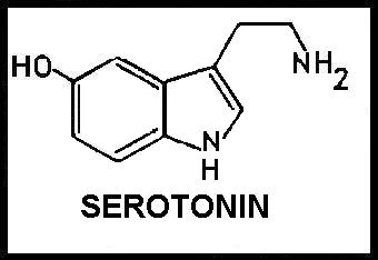 Serotonin