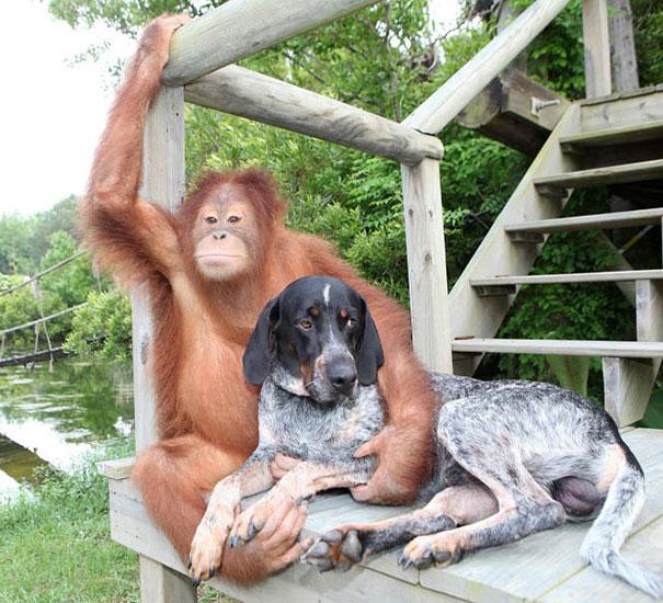 Bilder-Thread unusual-animal-friendship-13-1