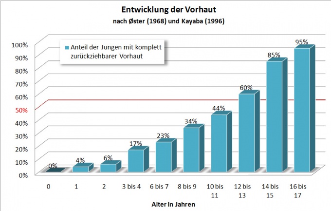 680px-Vorhautentwicklung