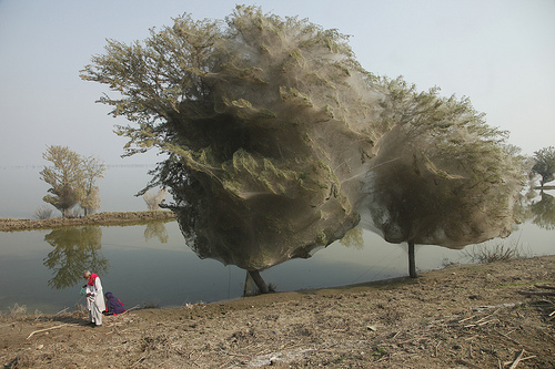 spider trees