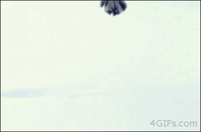 cat-dropping-in-the-snow-gif
