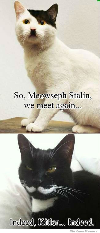Bilder-Thread meowseph-stalin