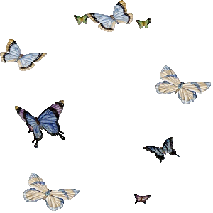 butterflies