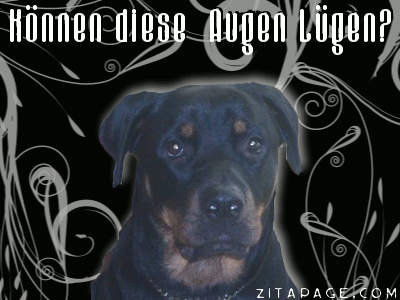 hund-augen