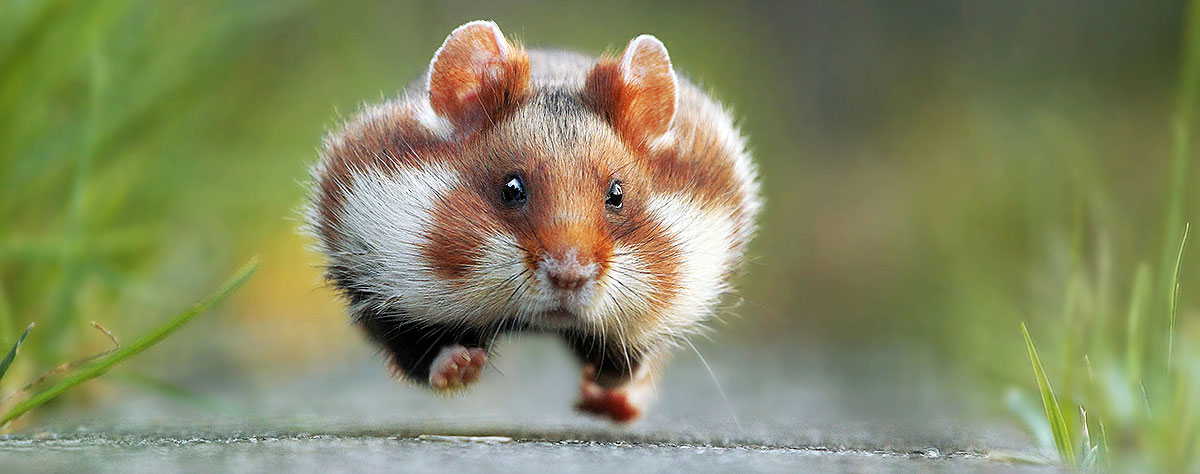 Die schönsten Tiere/Tierbilder der Welt teaser-gross 2