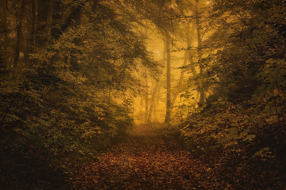 Bilder-Thread herbst-wald-weg-und-laub-3daa022a-14d3-4