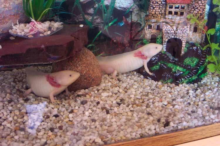 axolotl bruno crisci