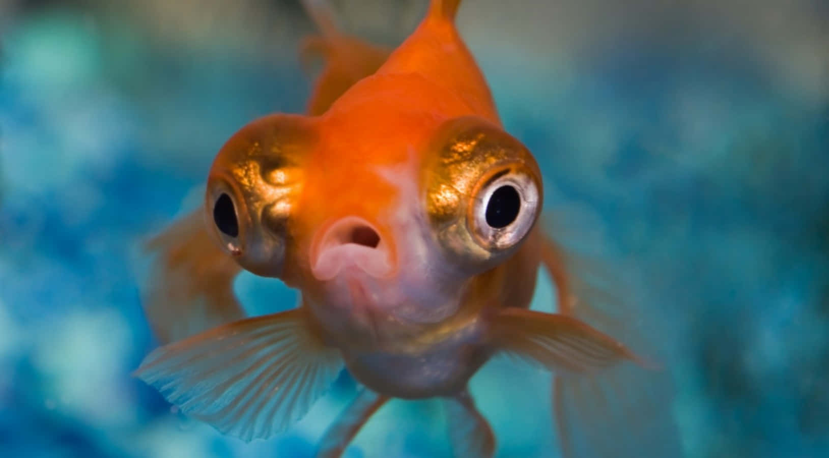 fisch 2 hm ... - Copy