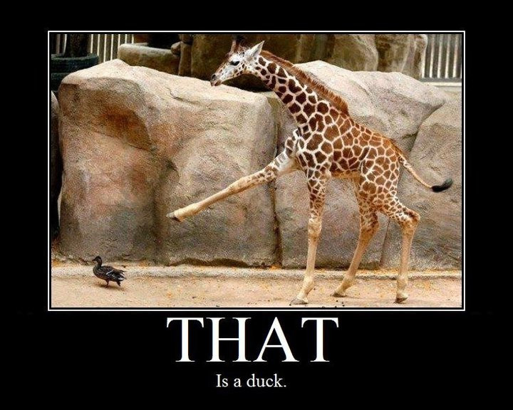 Bilder-Thread tcqYPN5 duck