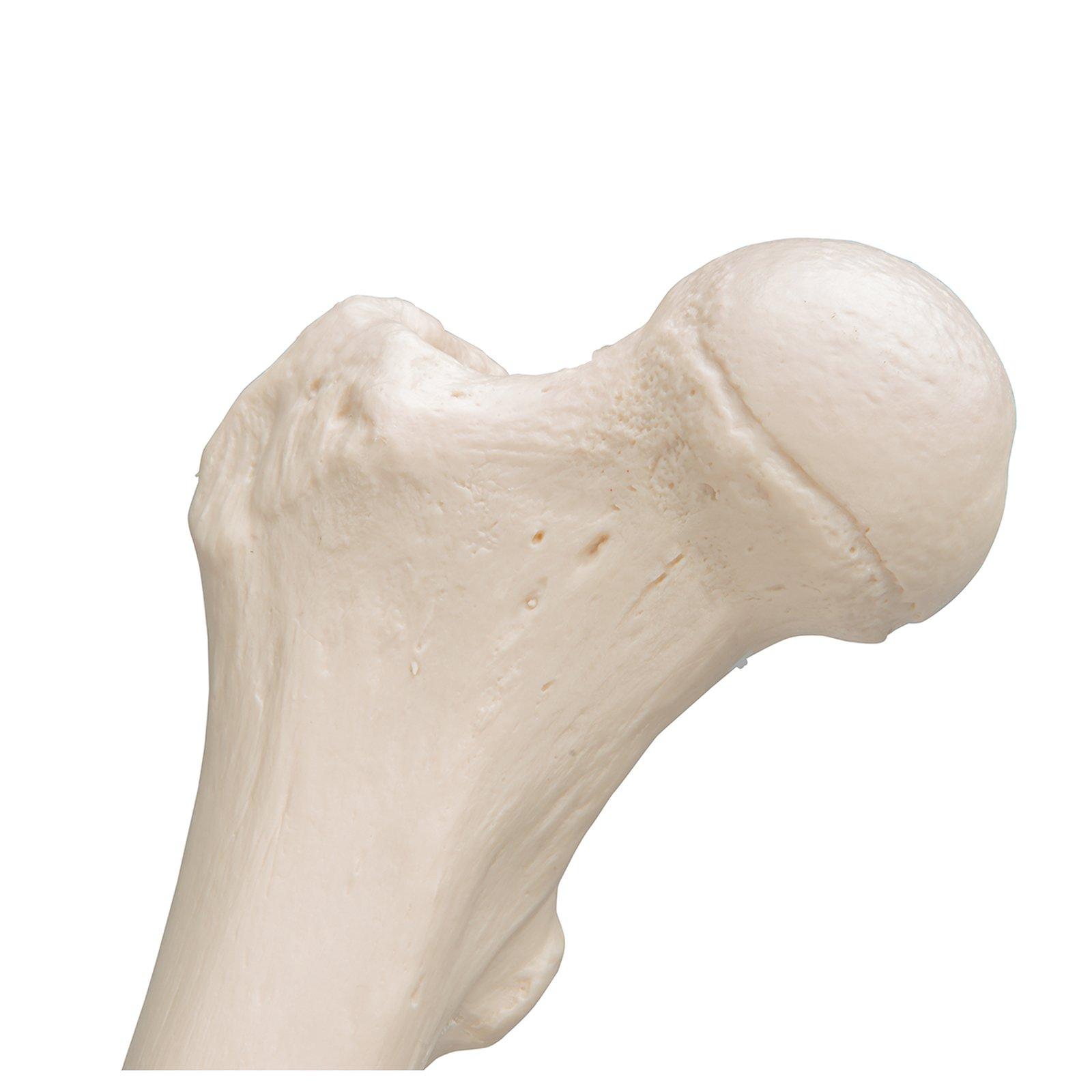 Bones model. Бедренная кость 3д. Кость 3к10. Бедро кость. Кость модель.