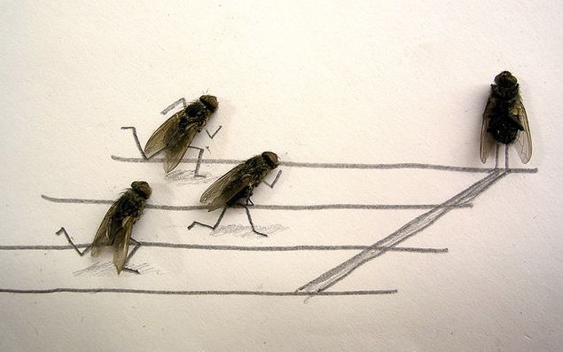 dead-fly-art