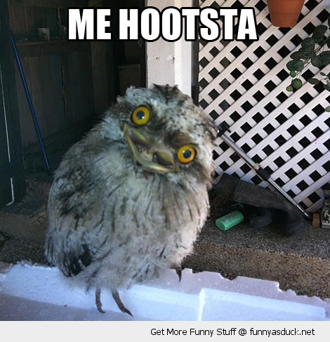 Bilder-Thread funny-me-hootsta-gusta-baby-owl-dumb-pic