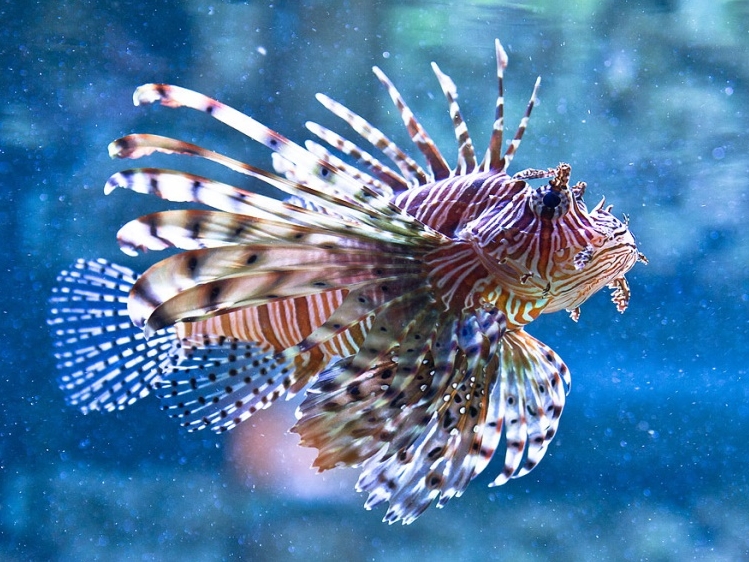 Bilder-Thread Fisch1