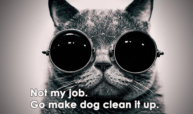 Bilder-Thread cool-cat1